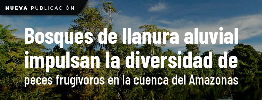 Los bosques de llanura aluvial impulsan la diversidad de peces frugívoros en la cuenca del Amazonas
