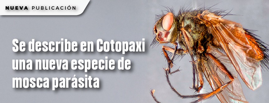 Nueva especie de mosca parásita descrita en Cotopaxi