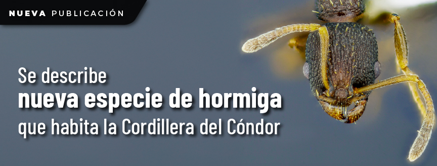 Se describe nueva especie de hormiga que habita la cordillera del Condor